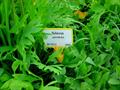nodding catchly,dropping catchfly,nickendes leimkraut,sommarglim, سیلن جزیره گرت,
